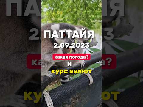 Ежедневные выпуски из Паттайи .Погода и курс валют в низкий сезон дождей в Таиланде. #паттайя2023