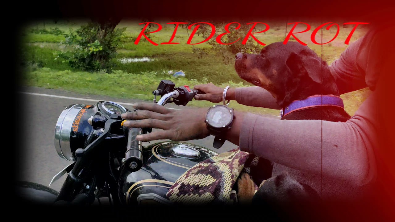 Rider dog - YouTube