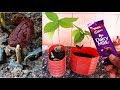 Cocoa plant upclose on a spice plantation in Kerala, India ...