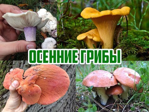 Осенние грибы / Виды осенних грибов / Прогулка в лесу