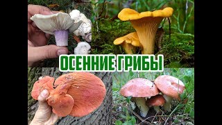 Съедобные Грибы Фото И Название Липецкой Области