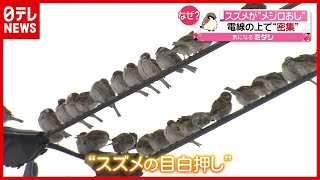 なぜ？「スズメ」１００羽が密集…電線の上で“メジロおし”　鳥取（2021年2月4日放送「news every.」より）