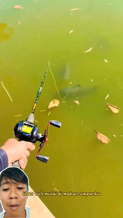 Fishing for a monster pomfret fish right in front of your eyes, boss ‼️ fishingvideo