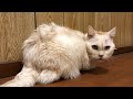 ぶんちゃんも看取りが近いような気がします