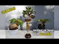 CARA MEMBUAT POT BONSAI KELAPA DUA MEDIA DENGAN MUDAH