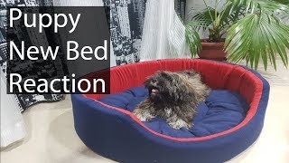 Unboxing: New Huge Bed for Lhasa Apso Puppy(Dexter) by shashank panwar 6,496 views 6 years ago 2 minutes