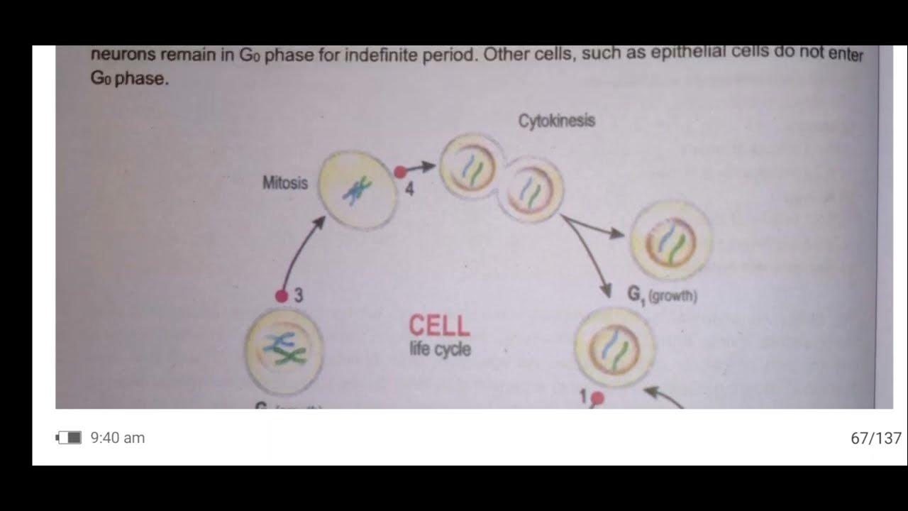 class9th biology chapter 05Introduction to cell cycle YouTube