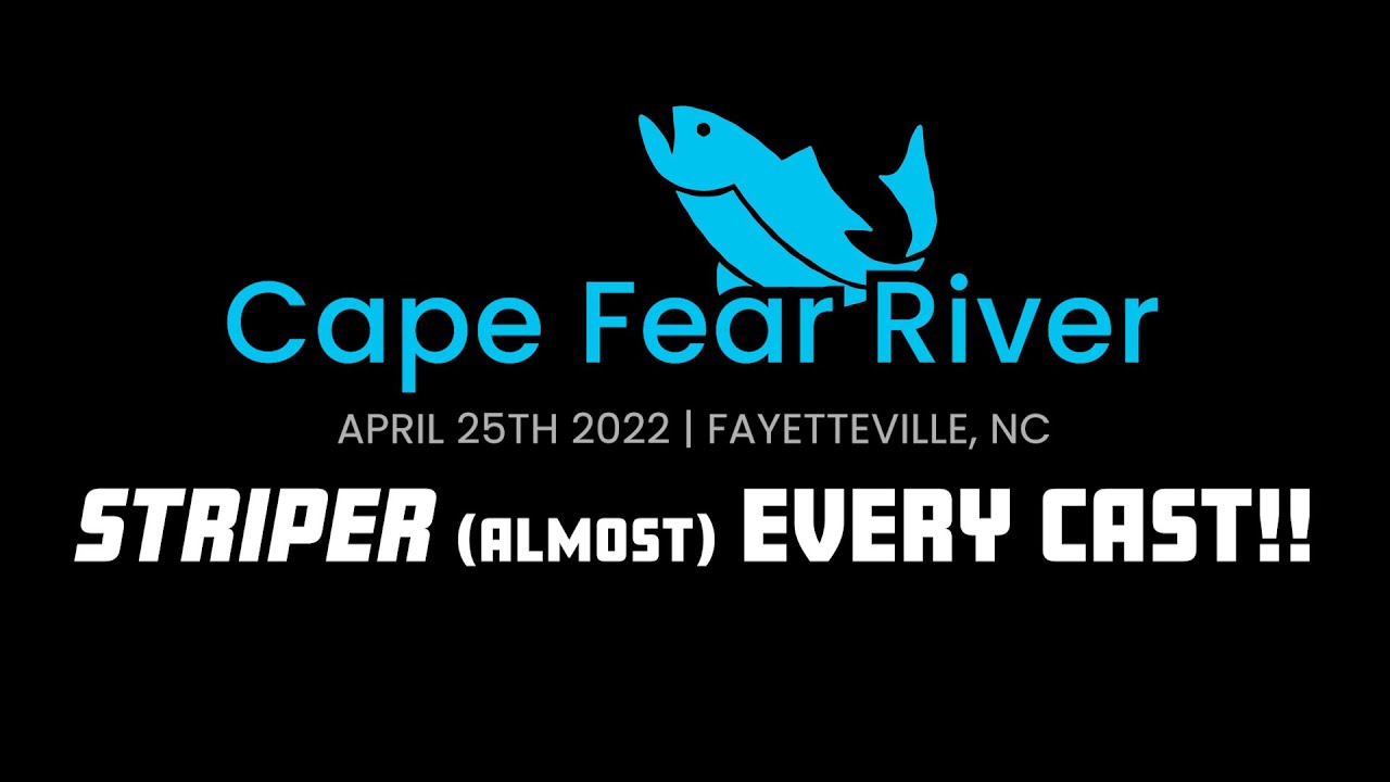 BEAUTIFUL ATLANTIC STRIPED BASS Solo Fishing Cape Fear River YouTube