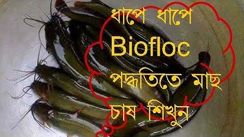 Biofloc fish farming basic tutorial (part 1)