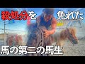 【馬と命】殺処分を免れて行き着いた「ラブ君」の運命とは