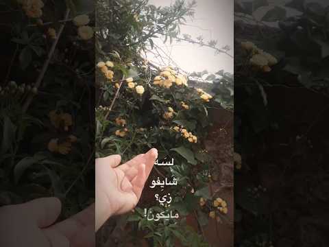 لسا سامع كل كلمة       