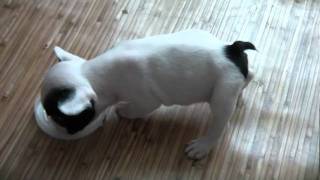 French Bulldog Puppy