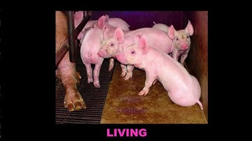 Estimating the Post Mortem Interval, part 1 - Stage One of Decay (Fresh Decay)