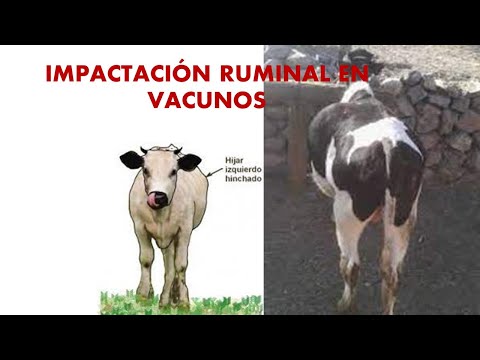 Vídeo: Què causa la impactació omasal?