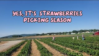 Pick your own strawberries at OAK GROVE  FARMS  / nice farm