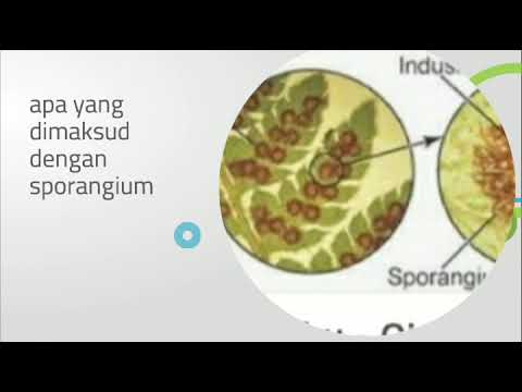 Video: Apakah fungsi Sporangium?