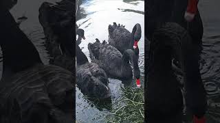 В Ново-Афонском парке! #black swans #абхазия #новыйафон