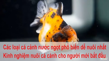 Các loại cá cảnh nước ngọt phổ biến dễ nuôi nhất Kinh nghiệm nuôi cá cảnh cho người mới bắt đầu
