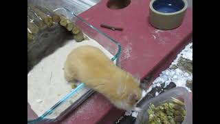 hungry hampter