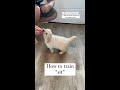 How to Train "sit" to your puppy!