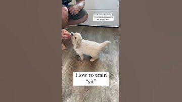 Thumbnail of How to Train "sit" to your puppy!