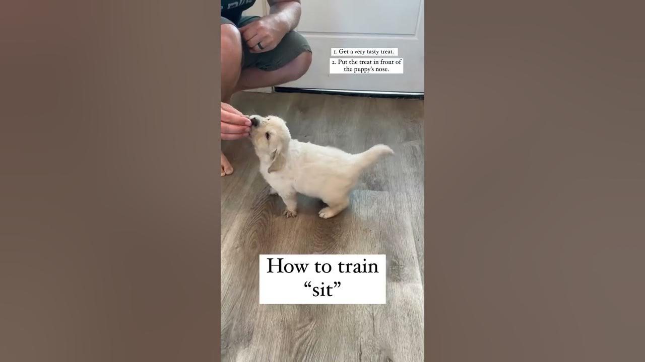 How to Train "sit" to your puppy!