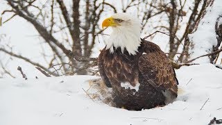 Decorah North Nest | Eagles in the snow ~ 02-17-2019