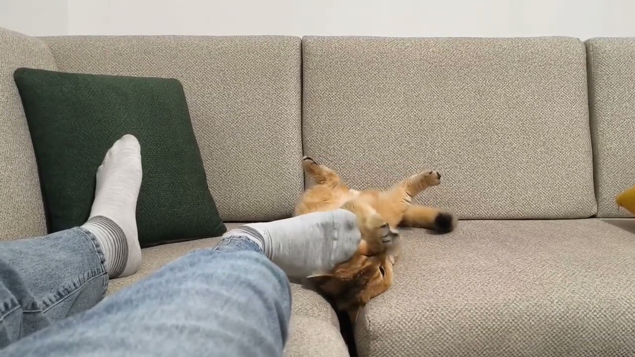 Dion does not let me to go to work.