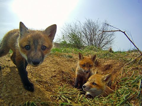 Timelapse Animals Fox in Lexington Kentucky
