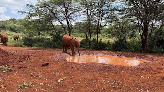 Sheldrick Wildlife Trust- April 2026