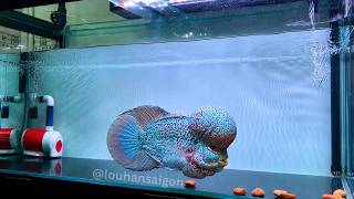 This Is Why I Love Flowerhorns ❤️ My Dream Kamalau Is Finally Here