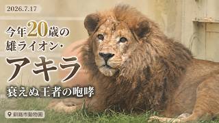 今年20歳の雄ライオン・アキラ🦁衰えぬ王者の咆哮｜釧路市動物園