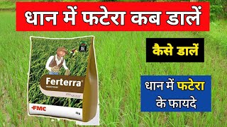 धान में फटेरा का प्रयोग कब करें | Dhan Me Fatera Kab Dale | Dhan Me Fatera Ka Upyog |