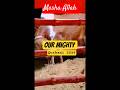 Our Mighty Came| 2026 qurbani ka janwar | AR Mani Kareem cattle farm #2026 #short #trending