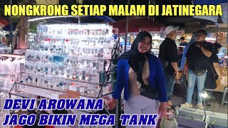 Download Lagu CEK HARGA TERBARU ANAKAN A*RWA*NA  PREDATOR TANKMATE AQUASCAPE TERMURAH DEVI PASAR IKAN JATINEGARA MP3