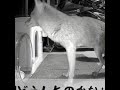 【キツネ】あ!キツネさん! #キツネ