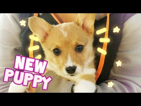 aphmau corgi plush