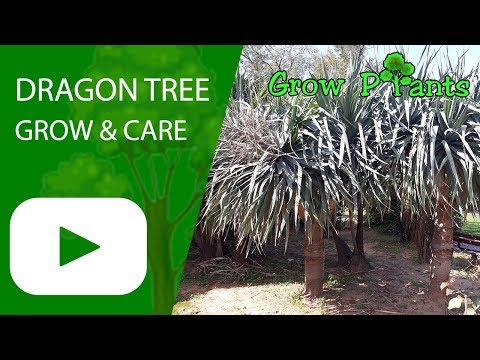 Dragon tree - grow and care