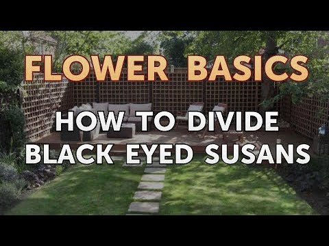 How To Divide Black Eyed Susans You How To Divide Black Eyed Susans You