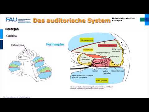 Neurophysiologie ─ Das auditorische System