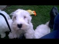Sealyham Terrier Pups Chase x Paris の動画、YouTube動画。