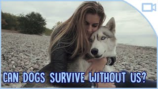 can dogs survive without humans