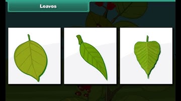 Class 3rd EM EVS Plant Life 🌿 | Learn About Plants 🌱