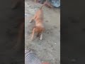 Mostrando peba primeira vez cachorrinha nova