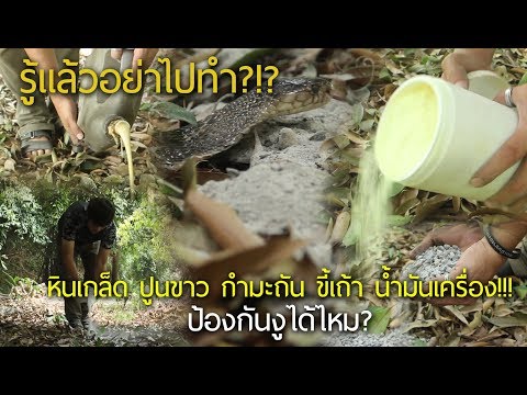 วีดีโอ: เครื่องตรวจกำมะถัน - วิธีกำจัดแมลงที่มีประสิทธิภาพ