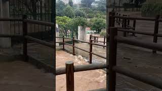 Power 🌧️💦 #shorts #lisboa #lisbon #portugal #cascais #flood