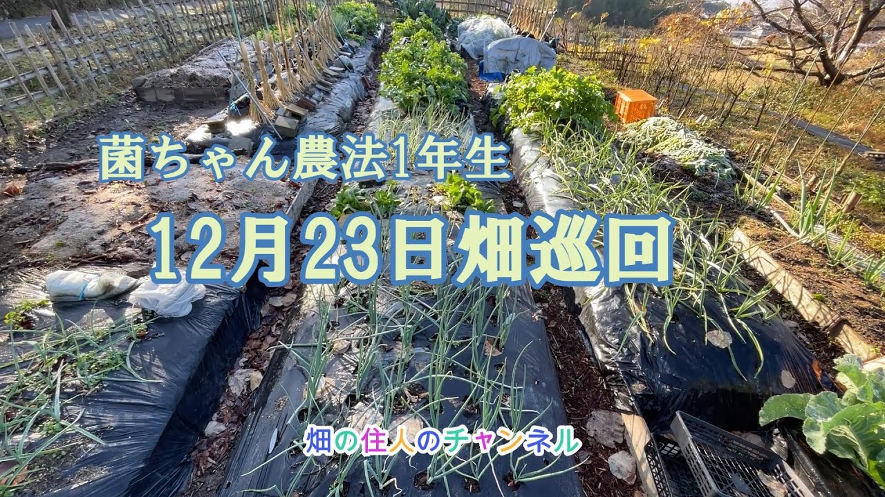 菌ちゃん農法1年生　12月23日畑の巡回