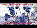 Виноград технический, винный  с фруктовым вкусом ЛЕОН МИЙО (Пузенко Наталья Лариасовна)