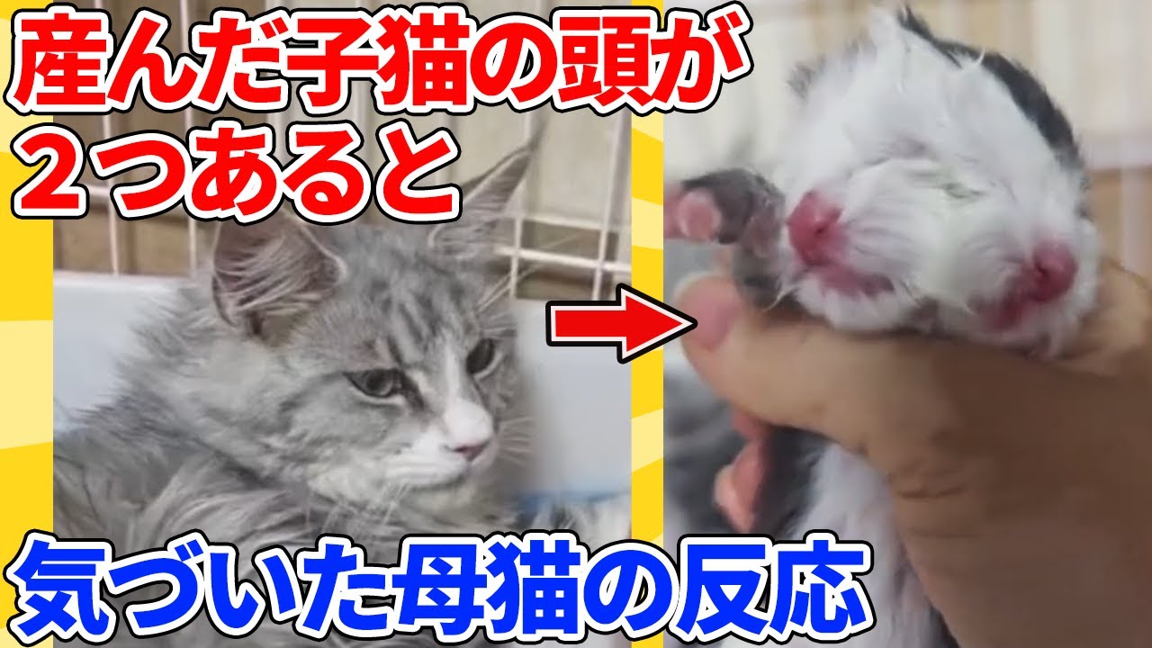 【2ch動物スレ】産んだ子猫が奇形だと気づいた母猫の反応