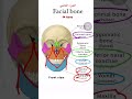 الجزءالثاني عظام الوجة Facial Bone تشريح عام طب الاسنان مرحلة ثانية الجزءالثاني عظام الوجة Facial Bone تشريح عام طب الاسنان مرحلة ثانية